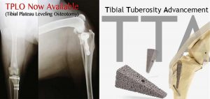 Advanced Veterinarian Surgical Procedures