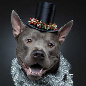 New Years Activity tips for dogs
