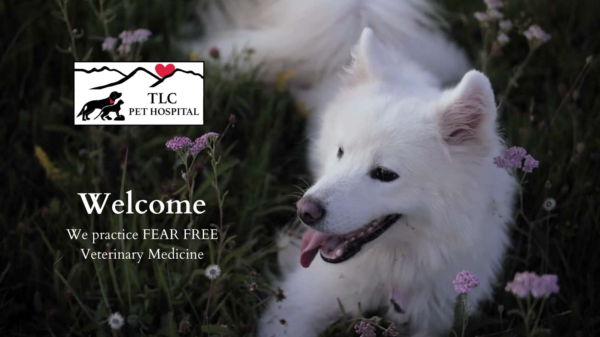 Welcome to TLC Pet Hospital - Your Albuquerque Veterinarian